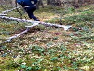 Trecking peeing in Swedish forest