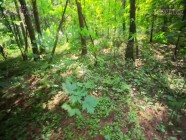 Fuck me in Forest For Instagram Subs - Public Agent Pickup Fit Girl with Real Outdoor Sex / Kiss Cat | PORR.XXX